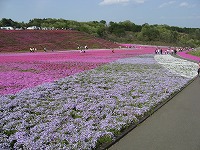 s-市貝町　芝桜 005.jpg