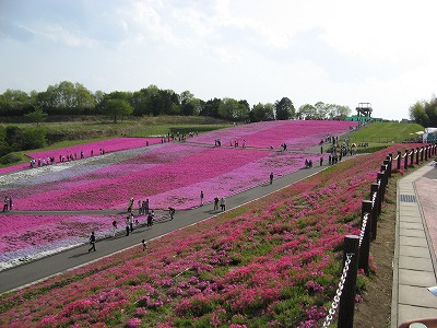 s-市貝町　芝桜 013.jpg