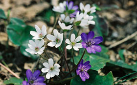 hepatica3[1].jpg